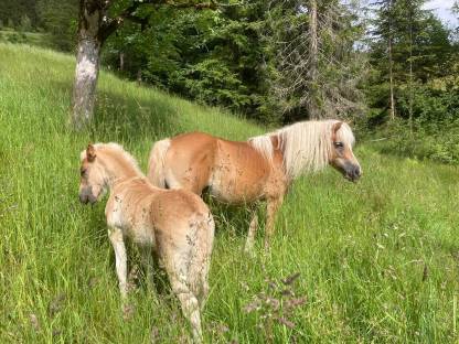 Haflinger Stutfohlen