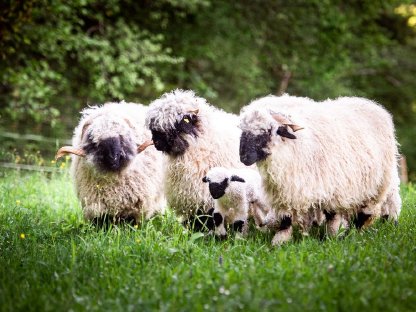 Zwei Walliser Schwarznasenschaf-Auen