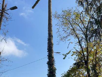 Bild 2:Grünraumpflege