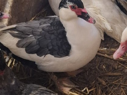 Enten Moschusente Warzenente