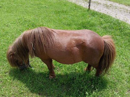 Shetty und Mini Minishetty zu verkaufen