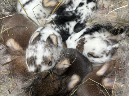 Hasenbabys (Zwergkaninchen)