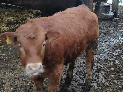 Verkaufe Bio Limousin-Jungstier