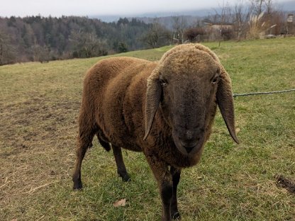 Brauner Bergschafwidder ohne HB