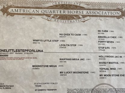 Bild 4:Deckanzeige American Quarter Horse Hengst Onelittlestepforluna