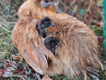 Zwergseidenhuhn Küken