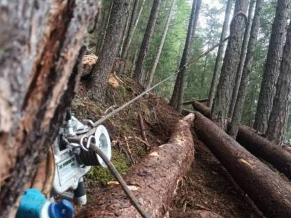 Bild 2:Holzschlägerung und Durchforstung