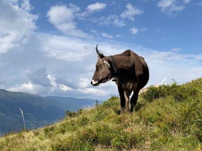 Bild 2:Almplätze für Milchvieh, Jungvieh, Pferde