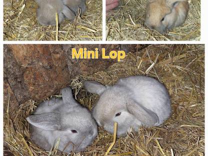 Mini Lop