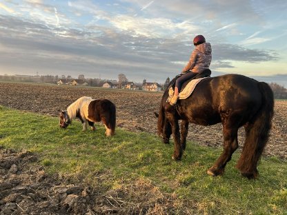 Bild 2:Reitbeteiligung, Pflegebeteiligung, Mitreiter, Kutschenfahrt