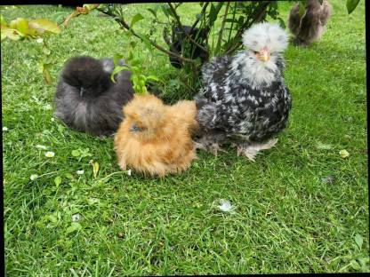 Zwergseidenhuhn Zwergseidenhühner US Silkies