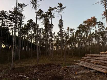 Bild 6:Forstmulchen, Holzbringung, seilwindenunterstützte Fällung