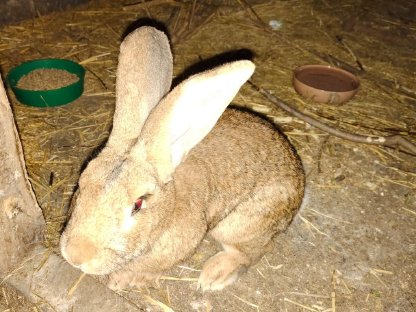 Bild 2:Fleischhasen ab 10 Wochen zu vergeben