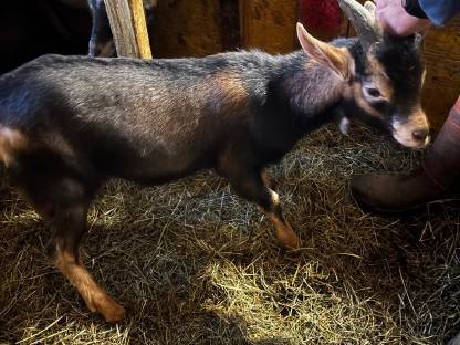 Verkaufe zwei 4 Monate alte Bockkitze