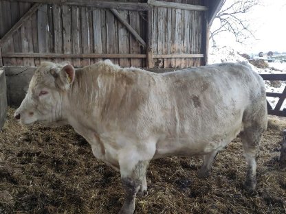 Bio Charolais Zuchtstier