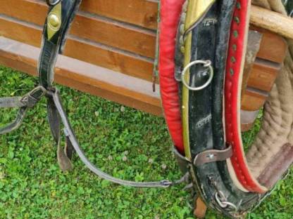 Bild 3:Haflinger Kummtgeschirr
