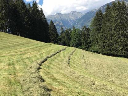 Weide und/oder Mähwiese