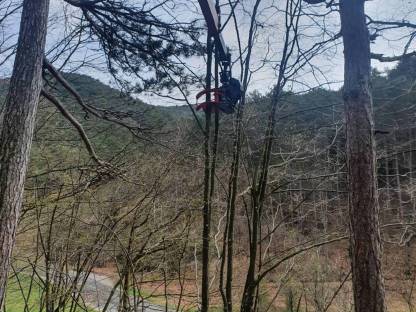 Bild 2:Energieholzernte