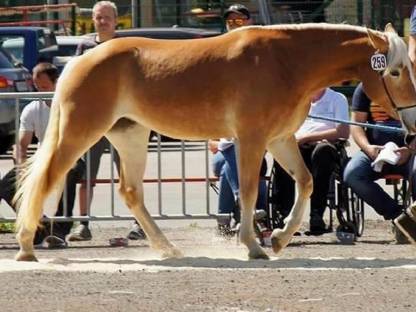 Haflinger Stute