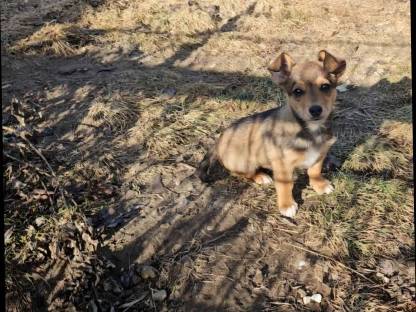 Corgi mal Zwergpinscher Welpe Rüde