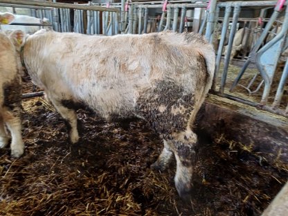 Verkaufe Charolais-Stier