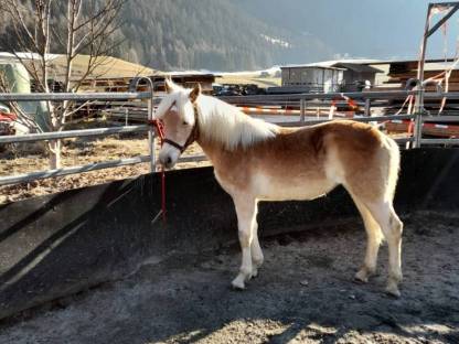 Haflinger Jährling