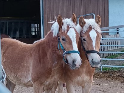 Haflinger Wallache, 2 jährig