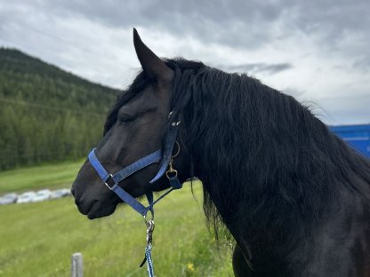 Bild 3:Reitbeteiligung, Pflegebeteiligung, Mitreiter, Kutschenfahrt