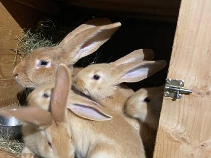 Gelbe deutsche Riesen, junge Kaninchen