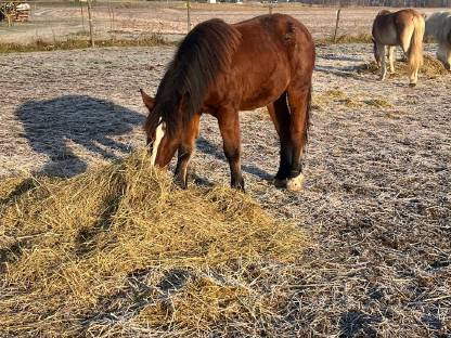 Jungstuten, Stutfohlen Kaltblutmix und Haflinger