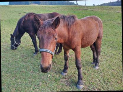 Noriker Hengst Zimt Schaunitz