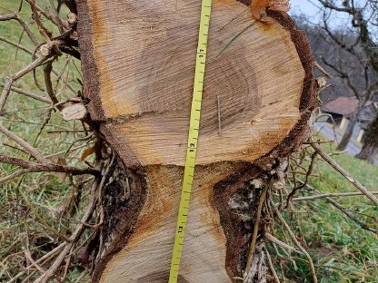 Bild 5:Nussbaumstamm, Nussholz