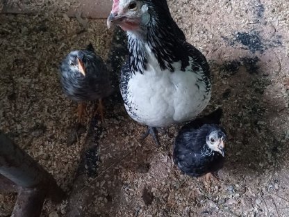 Brabanter Bauernhuhn mit Küken