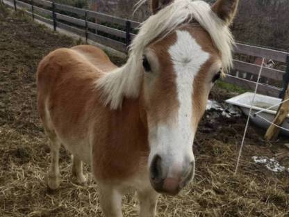 Haflinger Jährlingsstute Stella