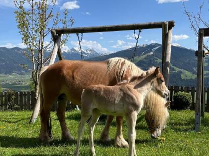 Haflinger Stutfohlen