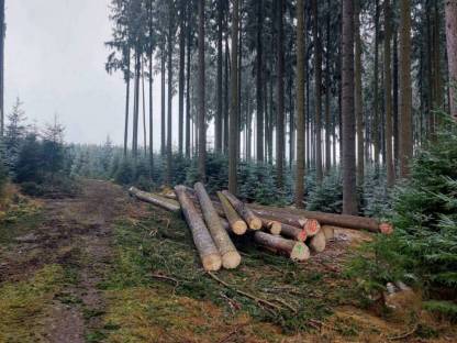 Bild 6:Forstarbeiten und Holzbringung