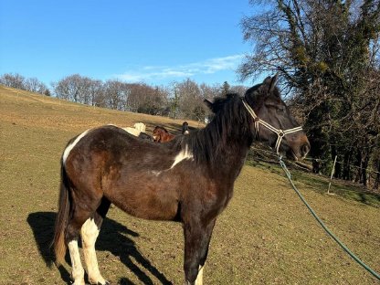 Warmbluthengst und 2 Warmblutstuten