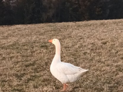 Ganter sucht neues Zuhause