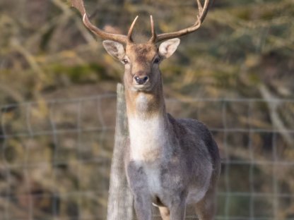 Damwild Hirsch (5. Kopf)