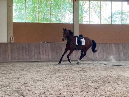 Trakehner aus unserem Gestüt suchen ein neues Zuhause