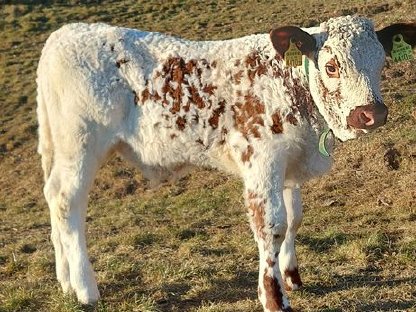 Pustertaler Sprinzen Stier zu verkaufen