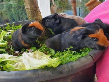 Kuschelige Meerschweinchenbabys