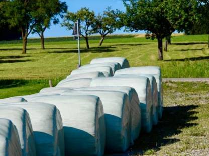 Silageballen Ernte 2024 (geschnitten) 1,3 m Dm.