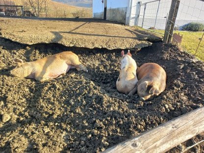 Schlachtschweine abzugeben Duroc x Schwäbisch Hällisch