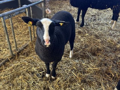 Zwartbles Lämmer aus Bio-Herdebuchzucht