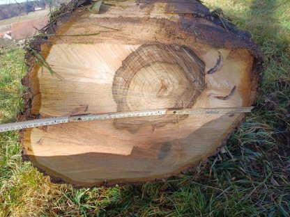 Bild 2:Nussbaumstamm, Nussholz
