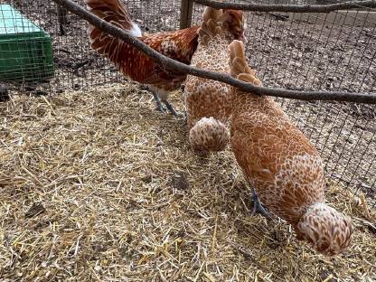 Ayam Cemani Zuchtstamm und Paduaner