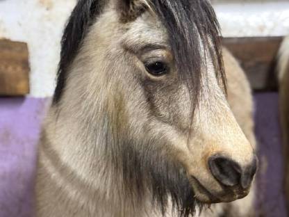 Austrian Pony in Sonderfarbe