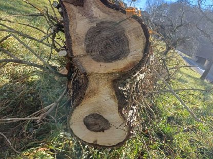 Bild 3:Nussbaumstamm, Nussholz