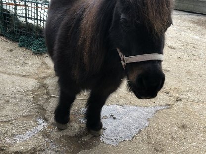 Mini-Pony Stute 82 cm